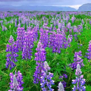 Lupine flowers Iceland wallpaper