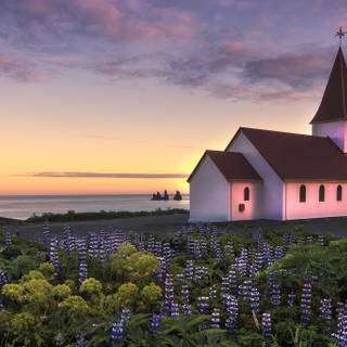 Lupine flowers Iceland wallpaper