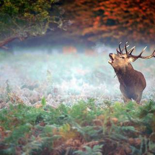 Deer forest wallpaper