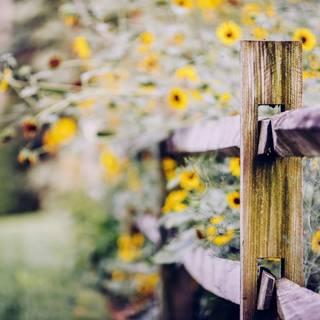 Yellow Daisies flowers fence wallpaper