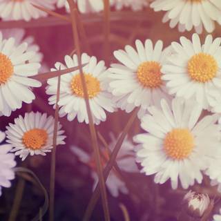 Yellow Daisies flowers fence wallpaper