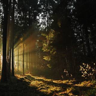 Forest light wallpaper