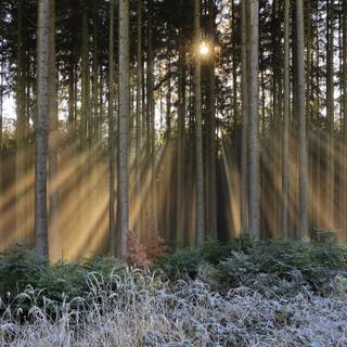 Forest light wallpaper