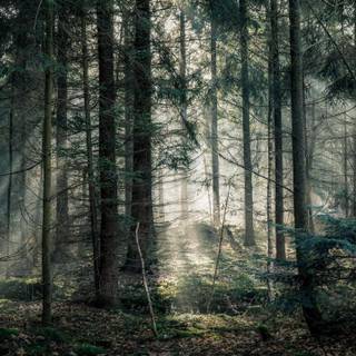 Forest light wallpaper
