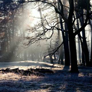 Forest light wallpaper