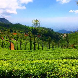 Landscape Ooty wallpaper