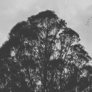 Tree silhouette wallpaper