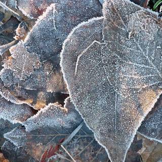 Frosted autumn leaves wallpaper