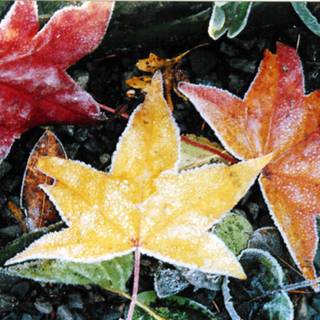 Frosted autumn leaves wallpaper