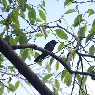 Violet cuckoo wallpaper