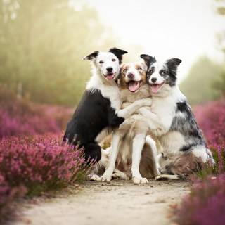 Animal friends wallpaper