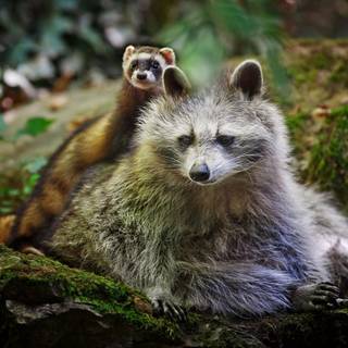 Animal friends wallpaper