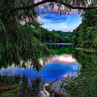 Swan river wallpaper