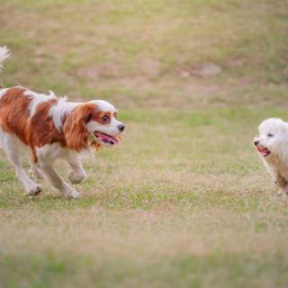 Animal friends wallpaper