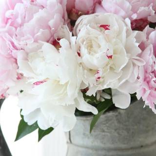 Summer peonies wallpaper