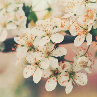 Little flower wallpaper