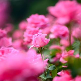 Little flower wallpaper