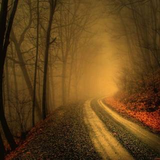 Misty forest road wallpaper