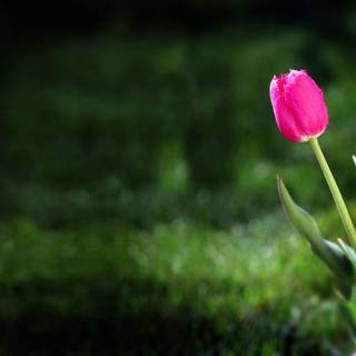 Little flower wallpaper