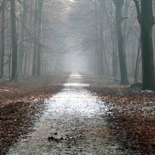 Misty forest road wallpaper