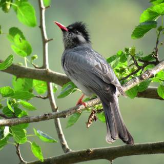 Himalayan black bulbul wallpaper