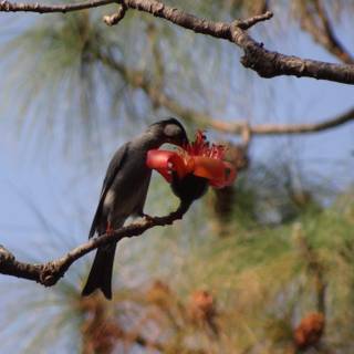 Himalayan black bulbul wallpaper