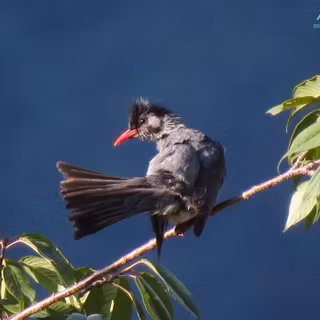 Himalayan black bulbul wallpaper