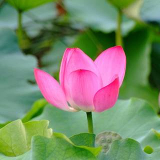 Rose and lotus wallpaper