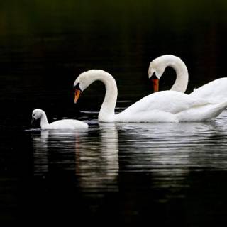 White swan on the lake wallpaper