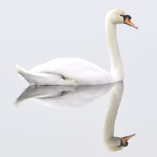 White swan on the lake wallpaper