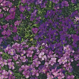 Purple Aubrieta flowers wallpaper