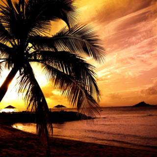Tropical sunset wallpaper