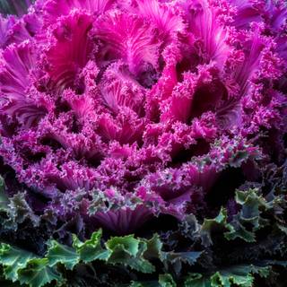 Kale plant wallpaper