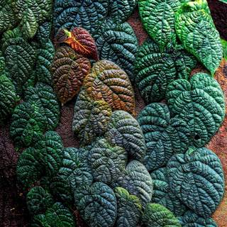 Kale plant wallpaper