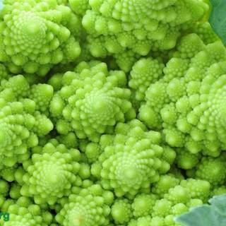 Kale plant wallpaper