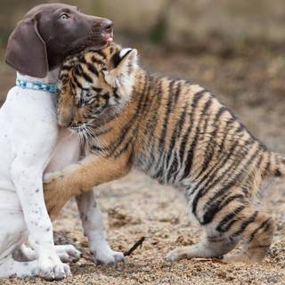 Baby tigers wallpaper