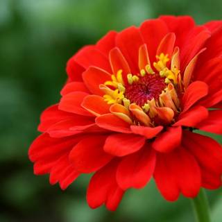 Pink zinnias wallpaper