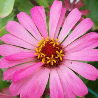 Pink zinnias wallpaper