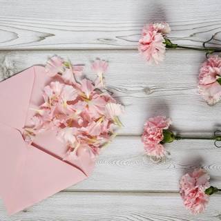 Pink carnation wallpaper