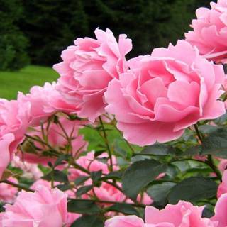 Pink carnation wallpaper