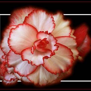 Pink carnation wallpaper