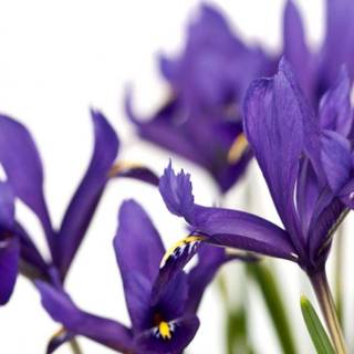 Purple irises wallpaper