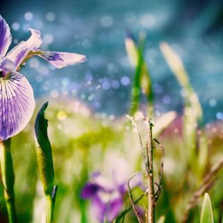Purple irises wallpaper