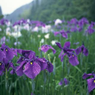 Purple irises wallpaper