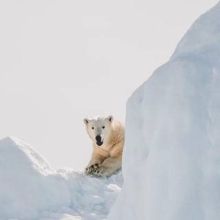 Wild America wallpaper