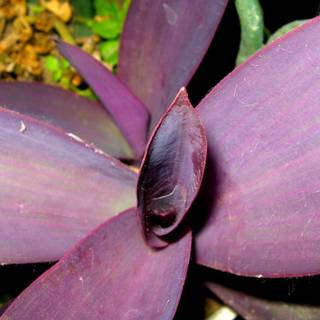 Purple beauty wallpaper