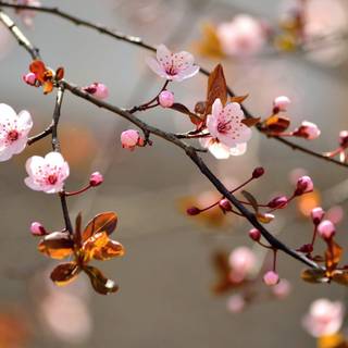 Flowering trees wallpaper