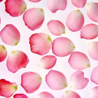 Pink petals wallpaper