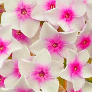 Pink petals wallpaper