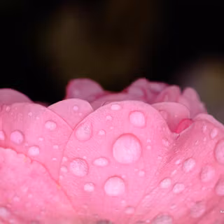 Pink petals wallpaper